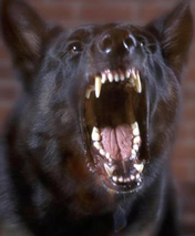 Quando i cani idrofobi provocavano grandi danni